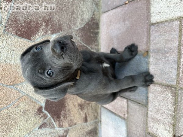 Cane Corso