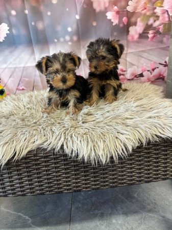 Yorkshire terrier