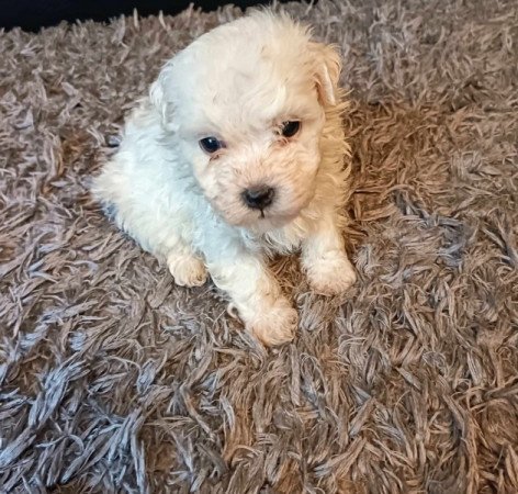 Bichon havanese