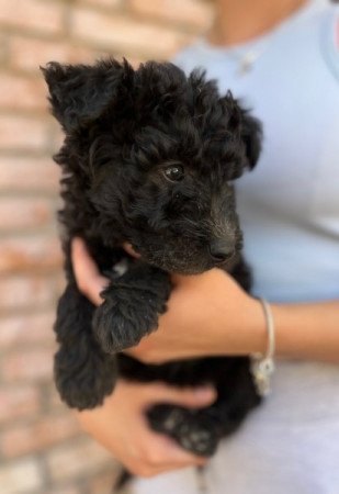 pumi