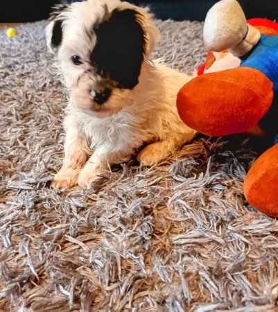 Bichon havanese