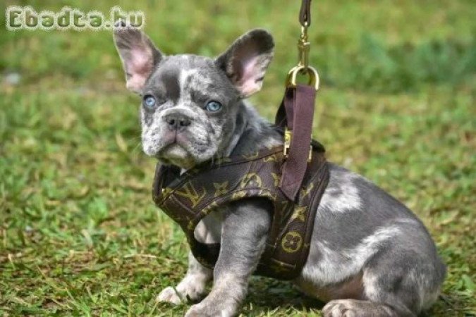 French bull dog for sale or adoption