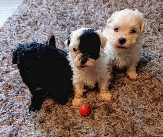 Bichon havanese