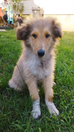 Skót Juhász - Collie,Rough Collie,Lessie kiskutyák