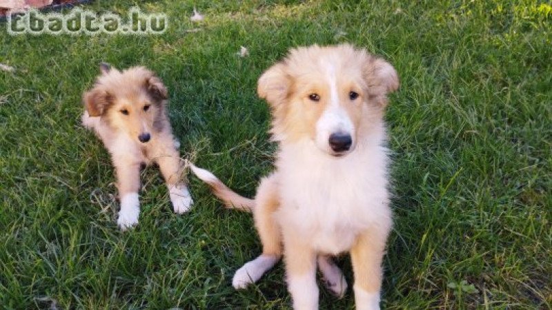 Skót Juhász - Collie,Rough Collie,Lessie kiskutyák