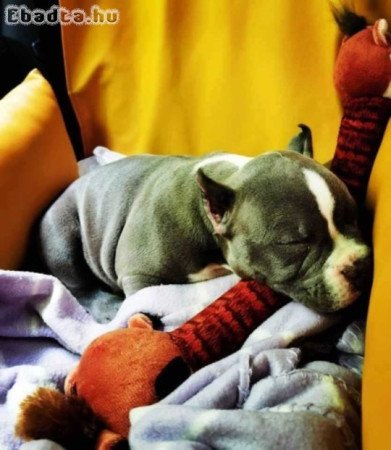 Pitbulls for sale to good homes