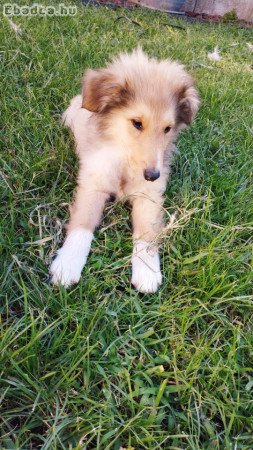 Skót Juhász - Collie,Rough Collie,Lessie kiskutyák