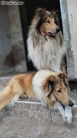 Skót Juhász - Collie,Rough Collie,Lessie kiskutyák