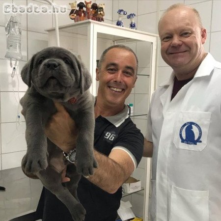 Cane corso puppies for sale Kennel club registered