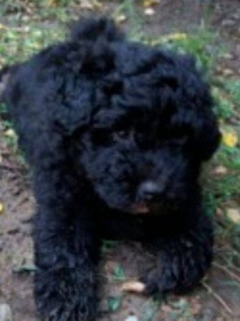 Puli