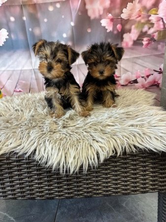 Yorkshire terrier