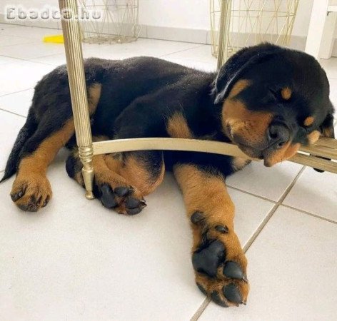 Rottweiler puppies for adoption
