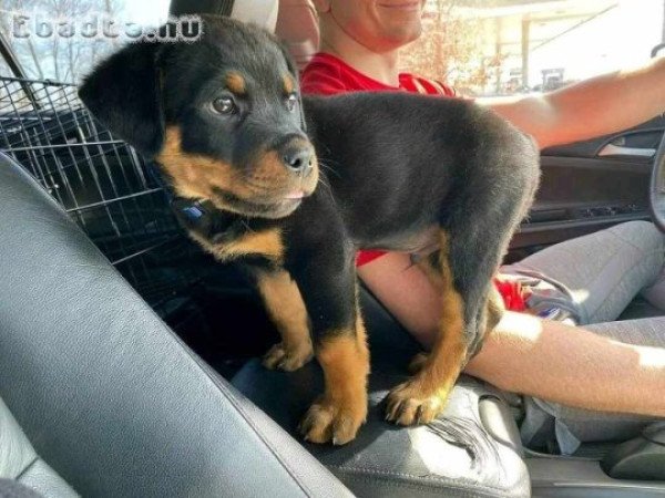 Rottweiler puppies for adoption