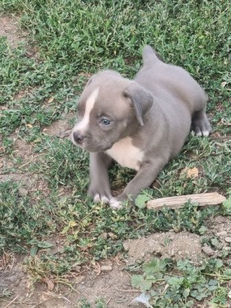 Staffordshire terrier