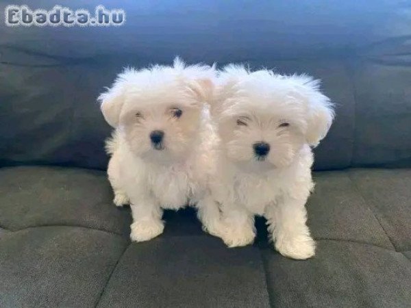 Westie puppies for sale male and female