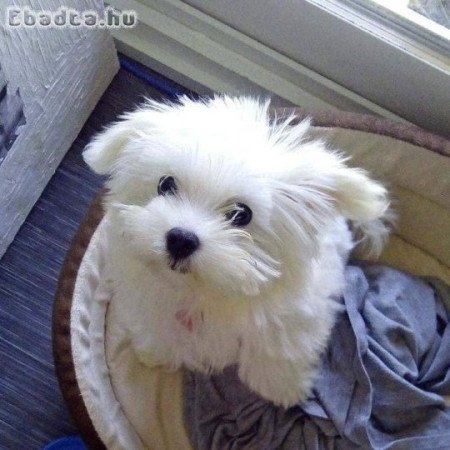 Westie puppies for sale male and female