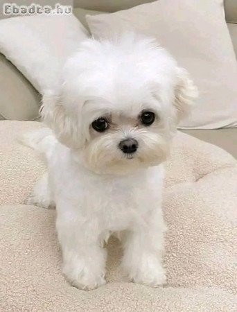 Westie puppies for sale male and female