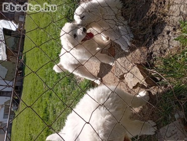 Kuvasz kiskutyák eladók