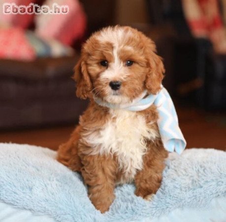 Poodle puppies for adoption
