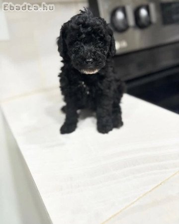 Poodle puppies for adoption