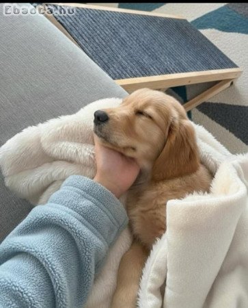 Golden Retriever puppies ready for adoption