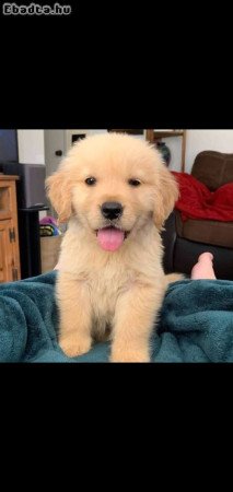 Golden Retriever puppies ready for adoption