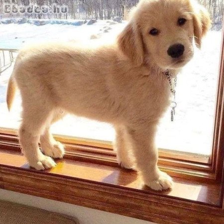 Golden Retriever puppies ready for adoption