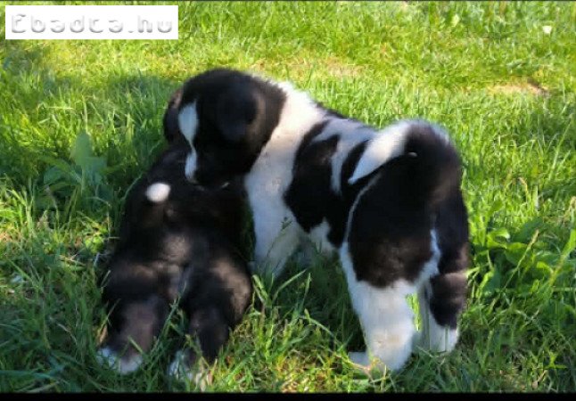 Amerikai akita kan kiskutya
