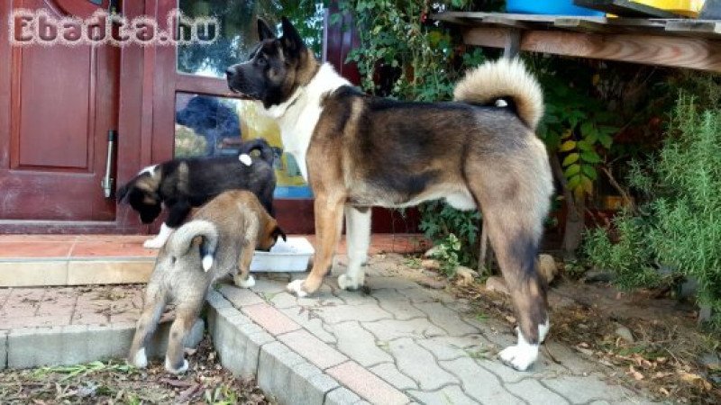 Amerikai akita kan kiskutya