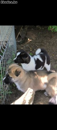 Amerikai akita kan kiskutya