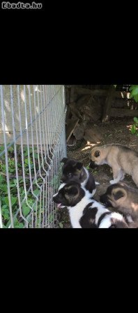 Amerikai akita kan kiskutya