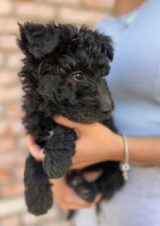 pumi