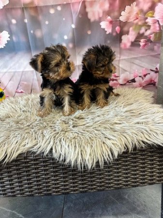 Yorkshire terrier