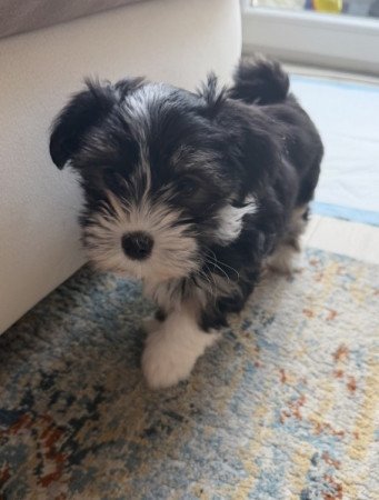 Bichon Havanese