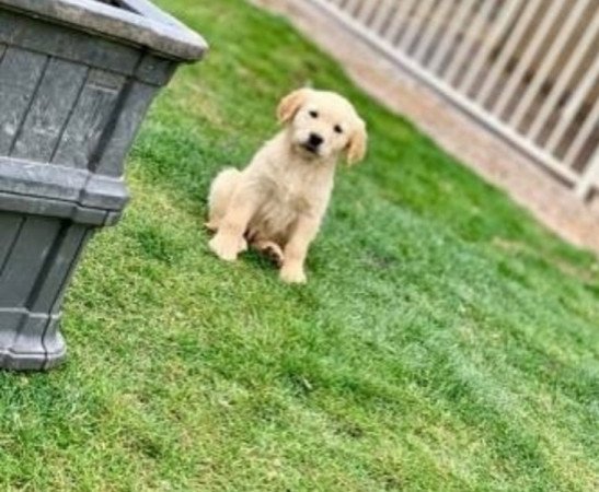 Golden retriever