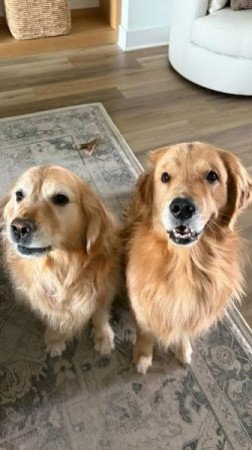 Golden retriever