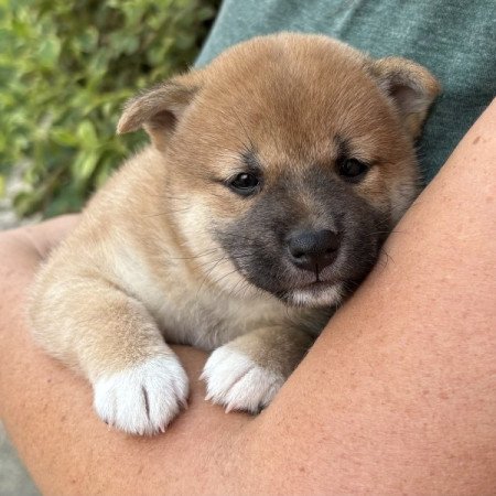 Shiba