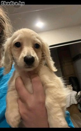 Cute adorable dachshund puppies for sale