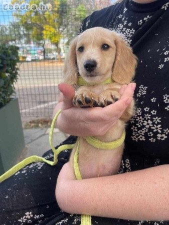 Cute adorable dachshund puppies for sale