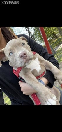 Pitbulls for sale to good homes