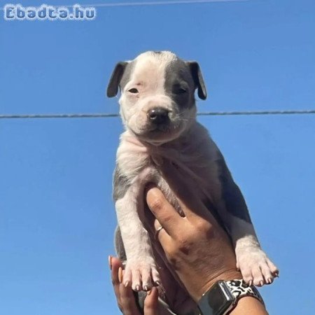 Pitbulls for sale to good homes