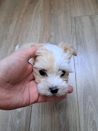 Bichon havanese