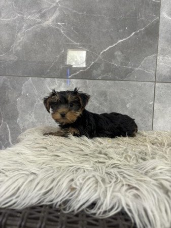 Yorkshire terrier