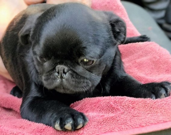 Mopsz