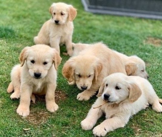 Golden retriever