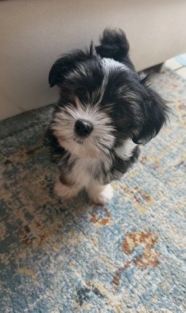 Bichon Havanese