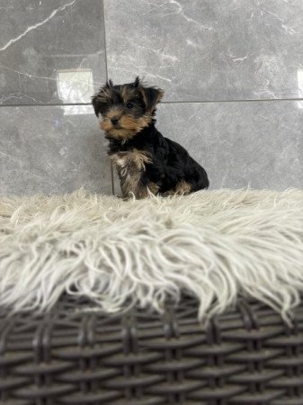 Yorkshire terrier