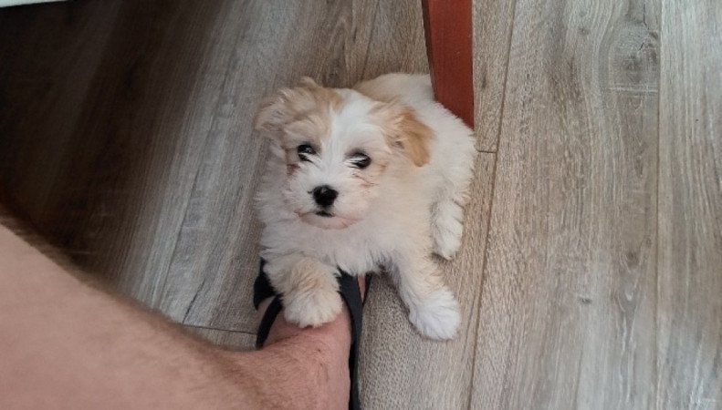 Bichon havanese