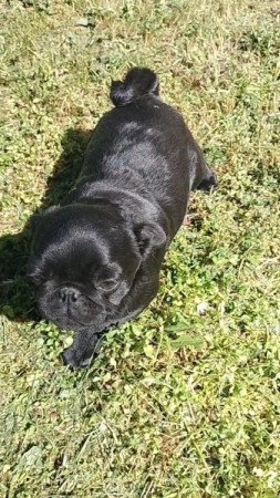 Mopsz