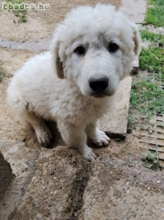 Kuvasz-kan kiskutya
